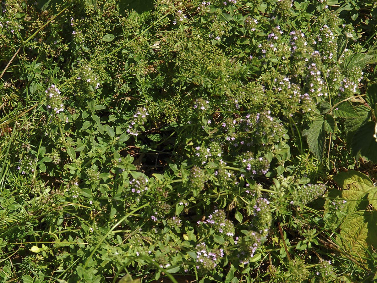 Thymus pulegioides ssp. montanus